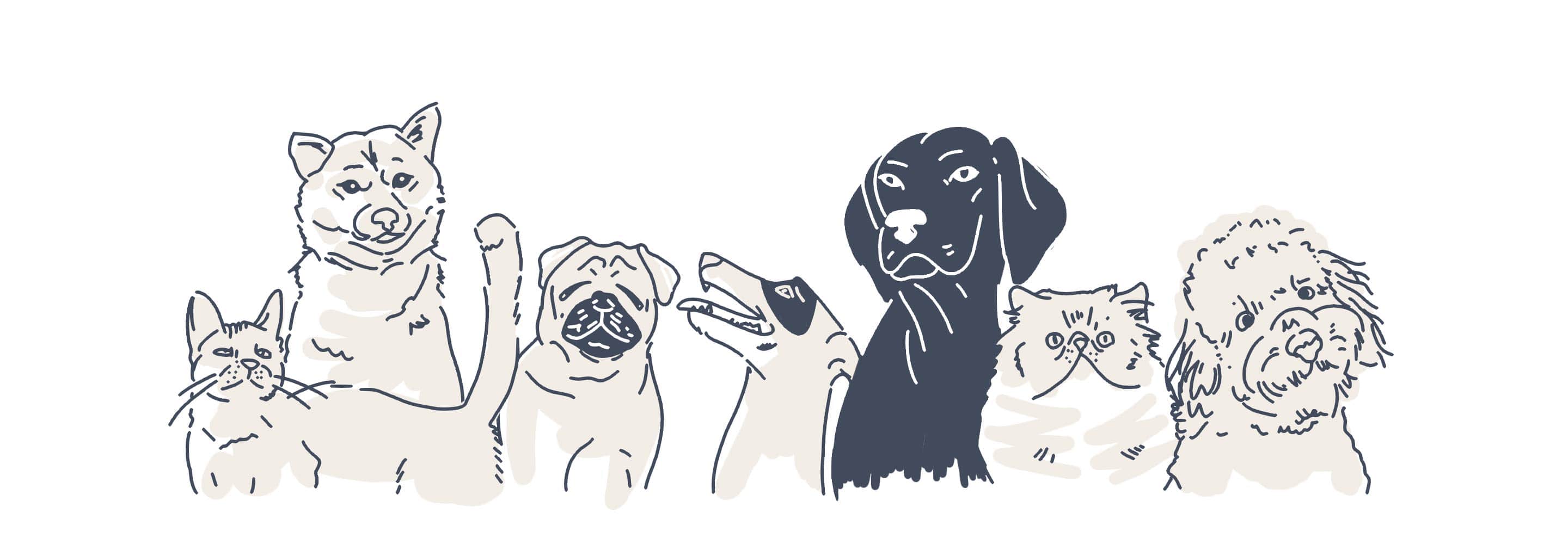 pets animations