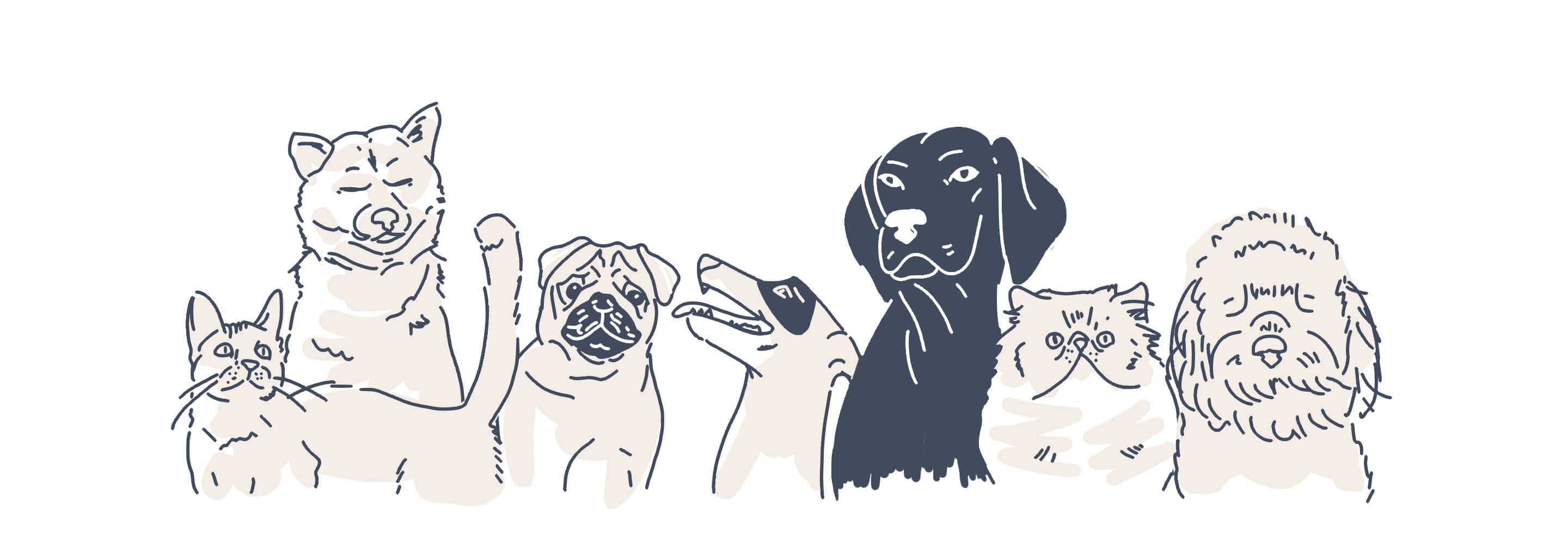 pets animations