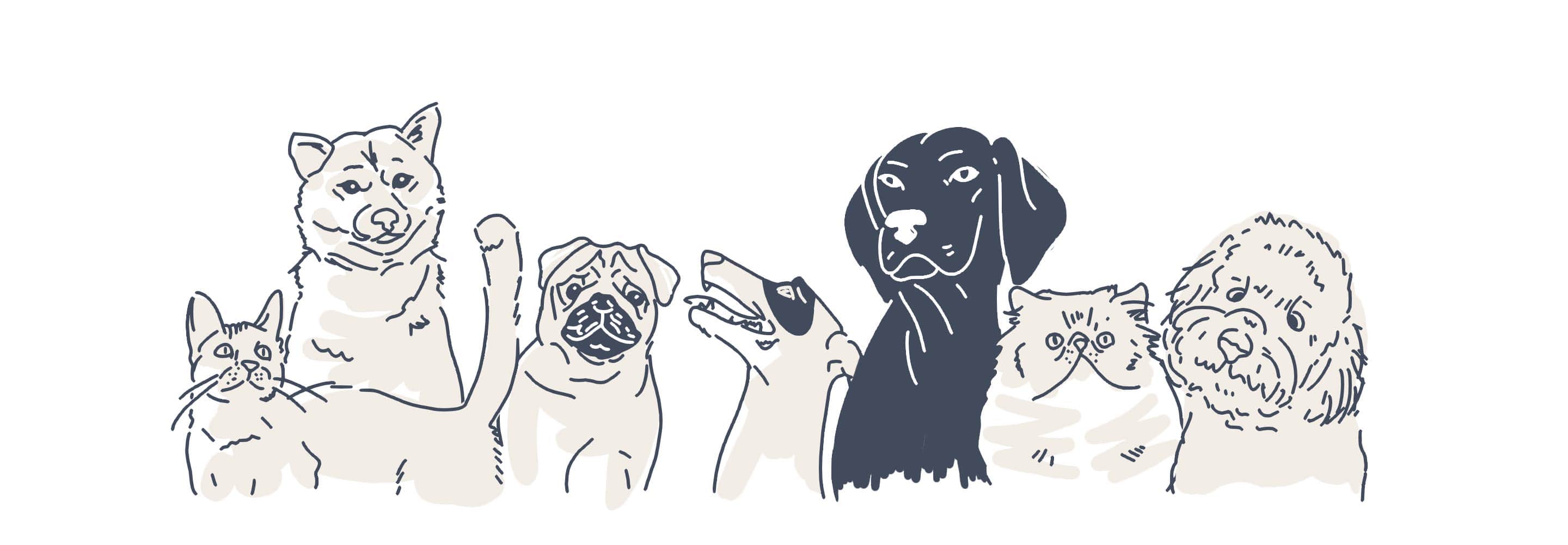 pets animations