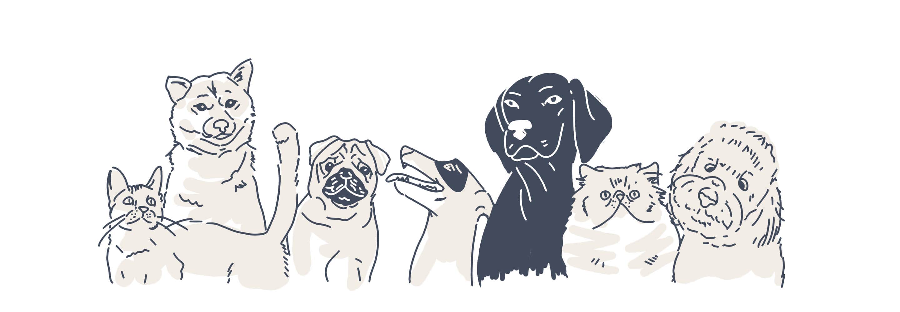 pets animations