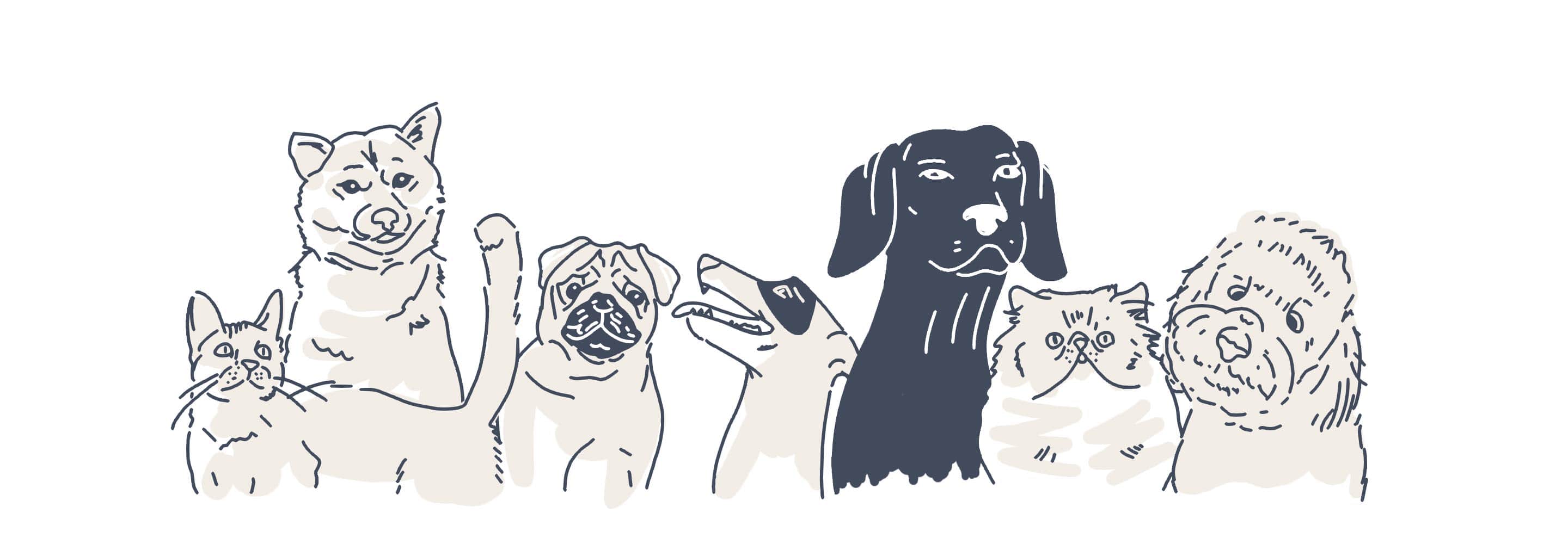 pets animations