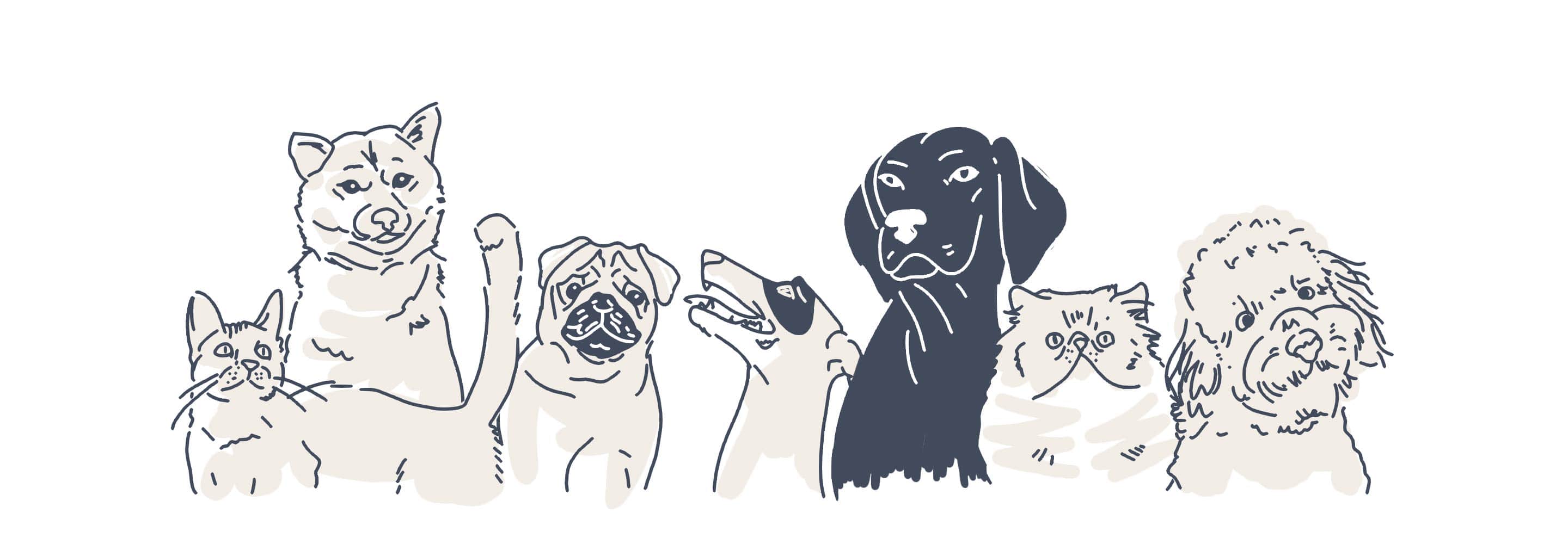 pets animations