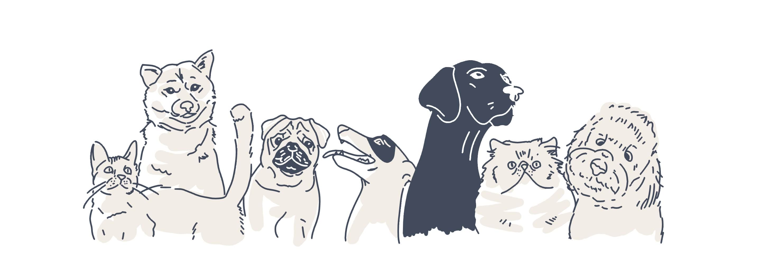 pets animations