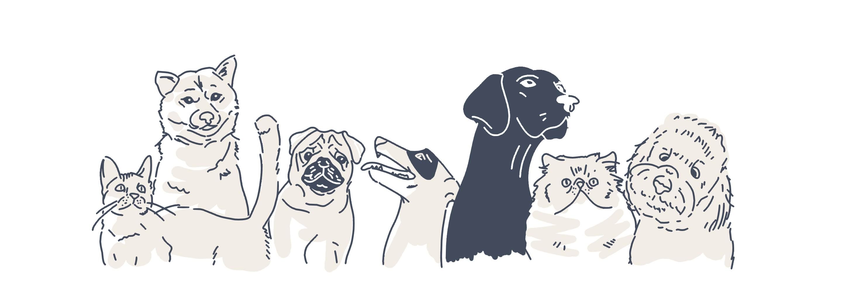pets animations
