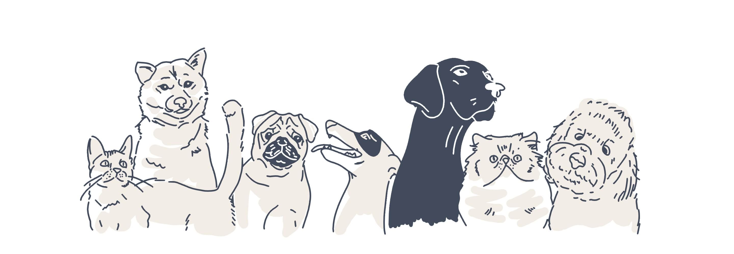 pets animations