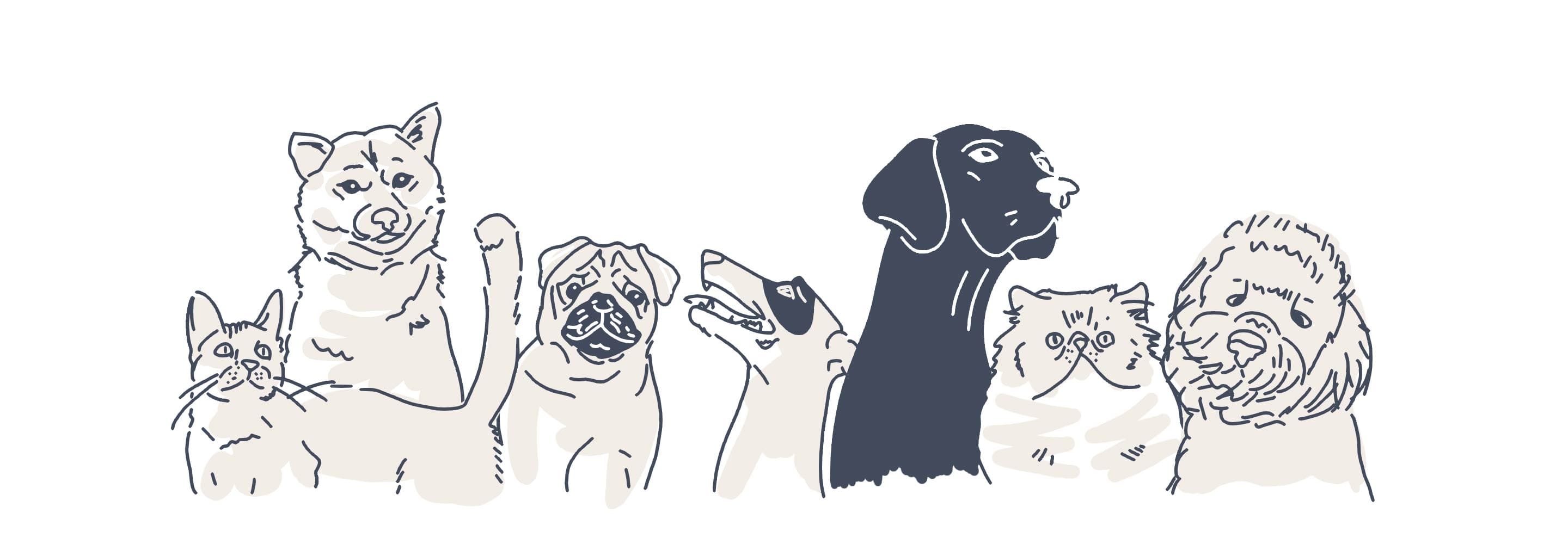 pets animations