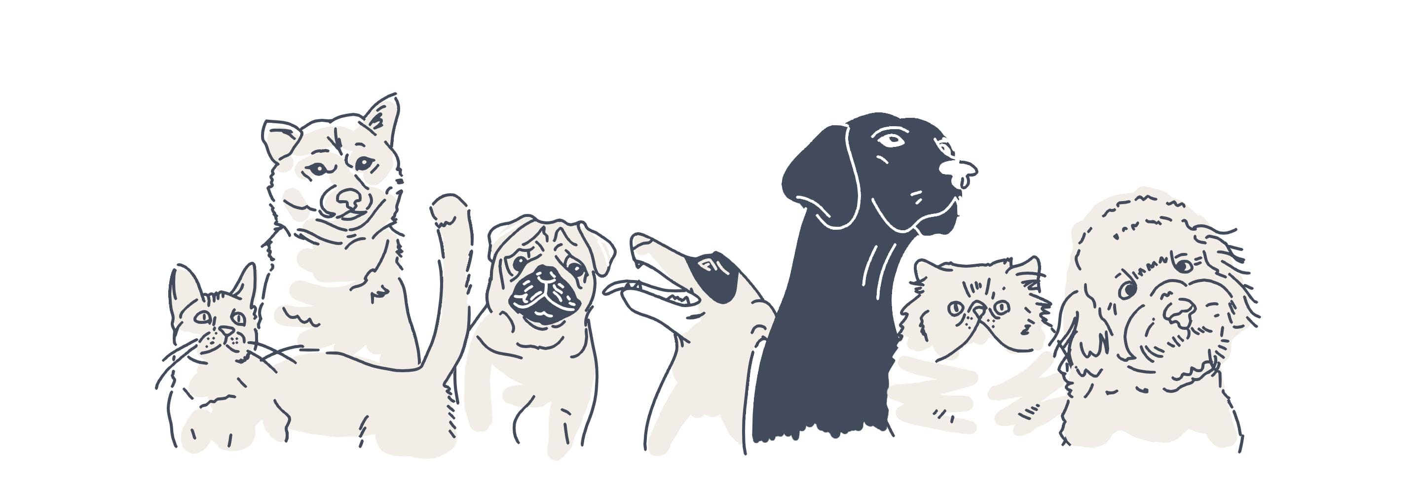 pets animations