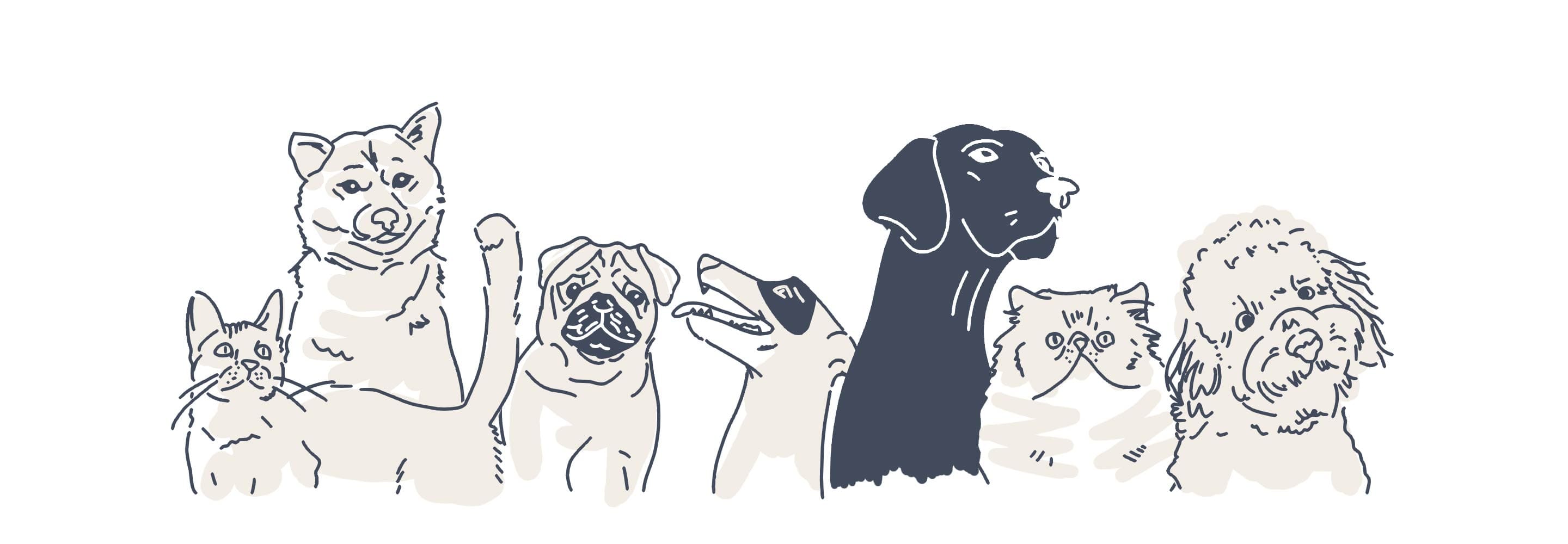 pets animations
