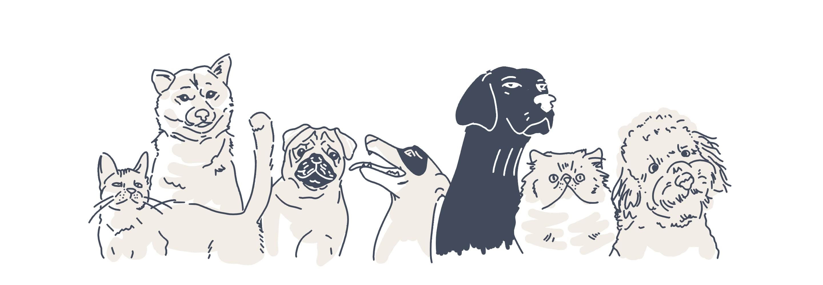 pets animations