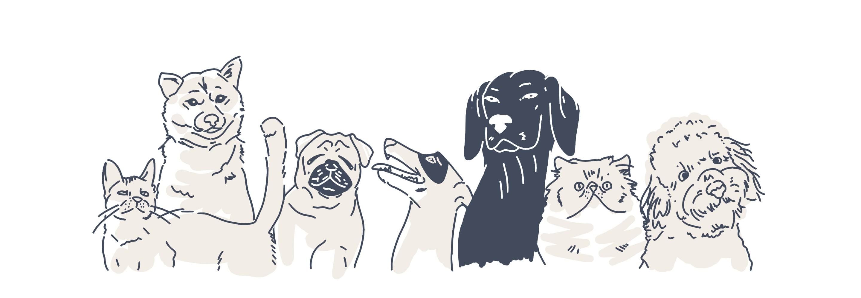 pets animations