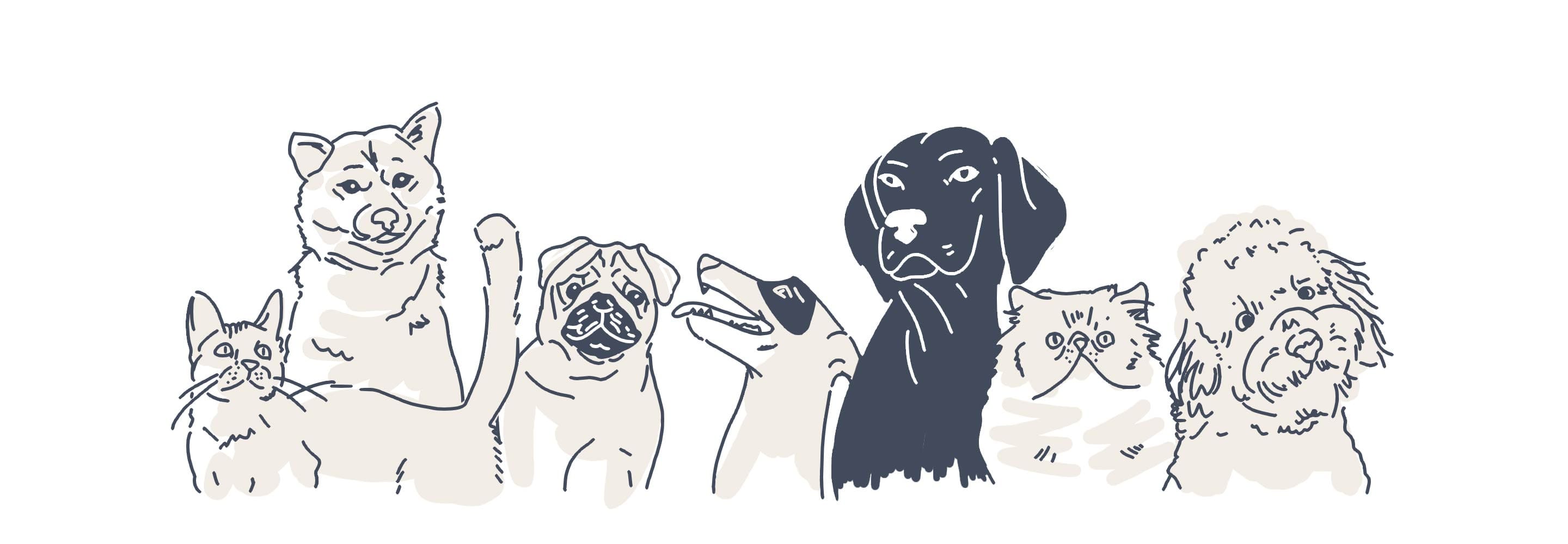 pets animations