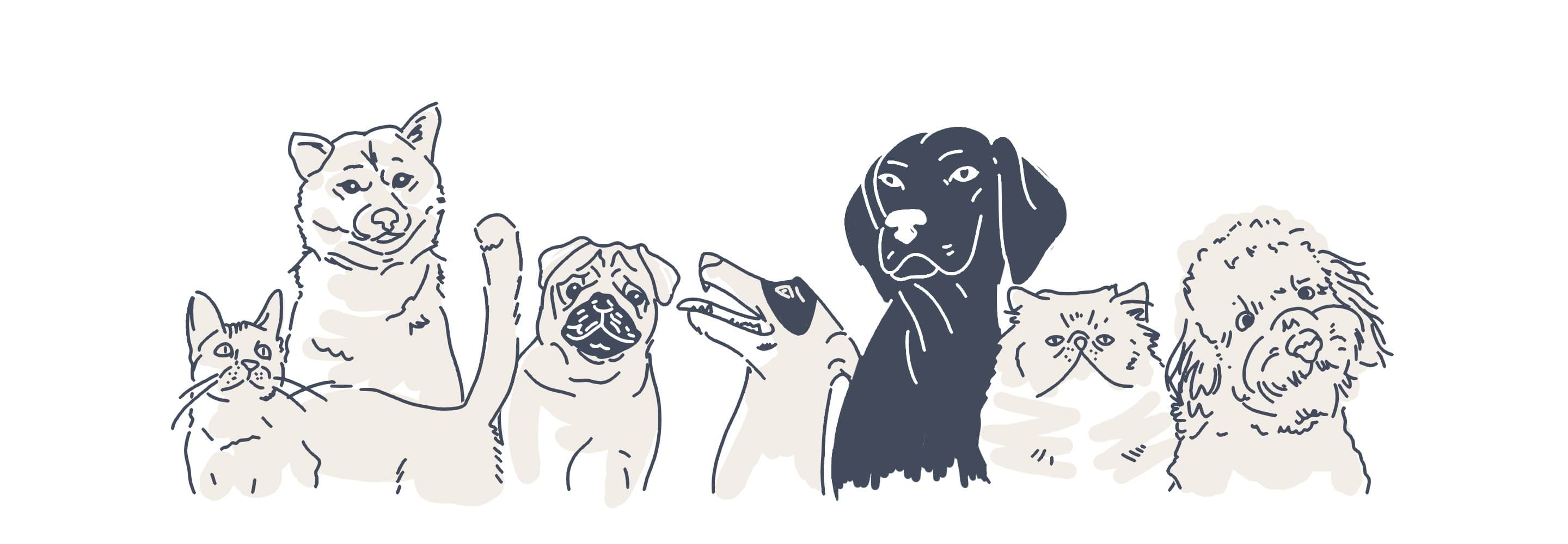 pets animations