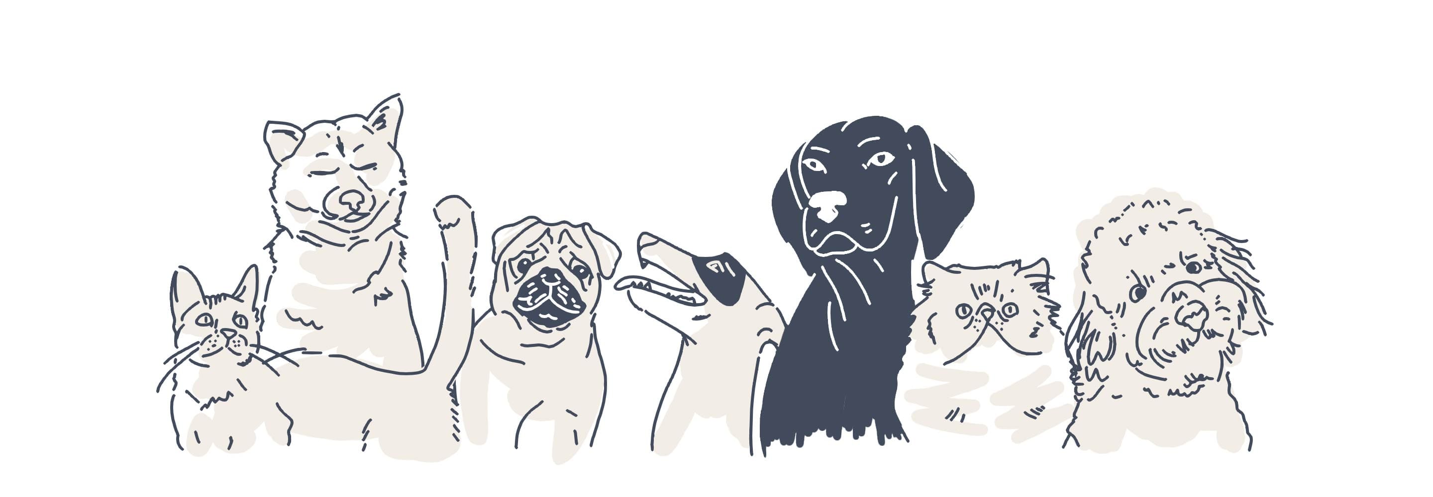pets animations