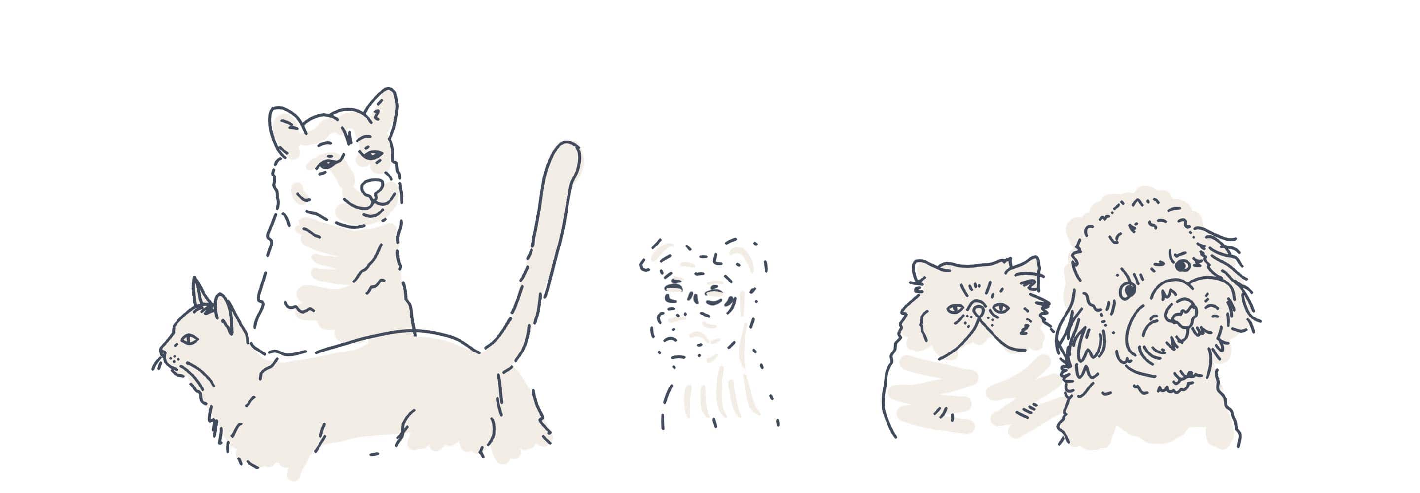 pets animations