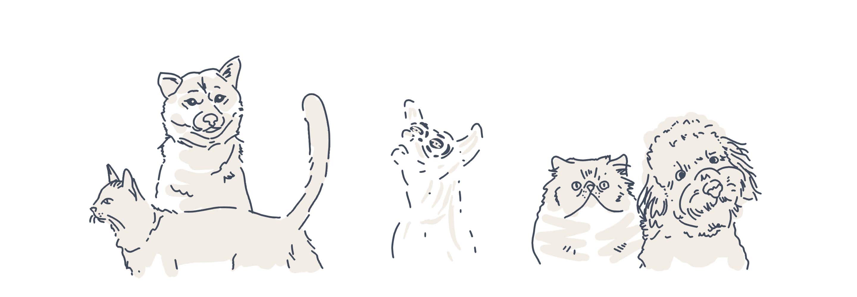 pets animations