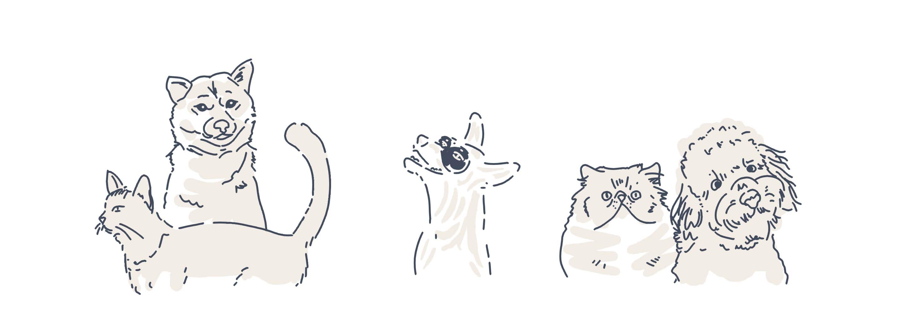 pets animations