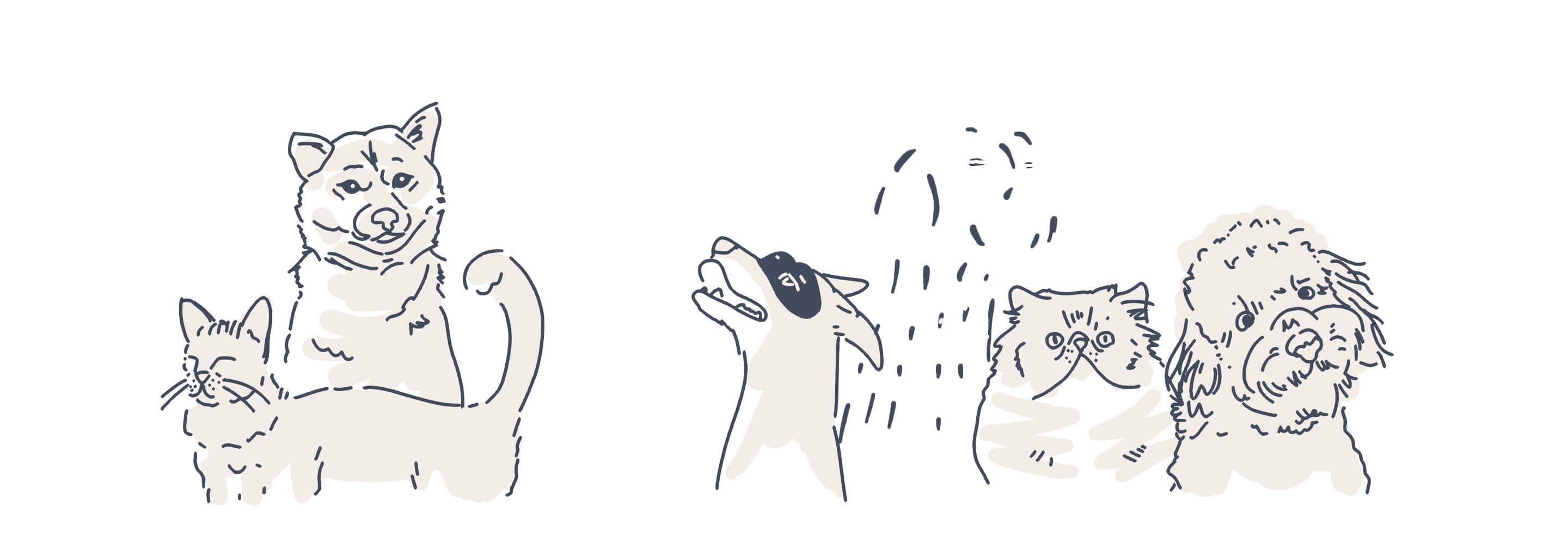 pets animations