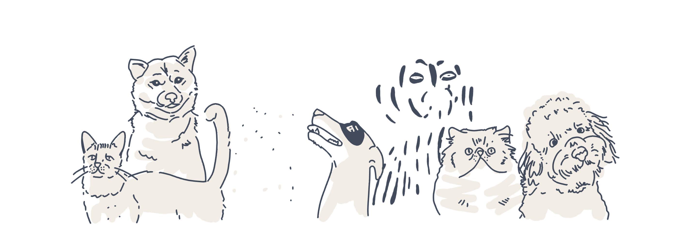 pets animations