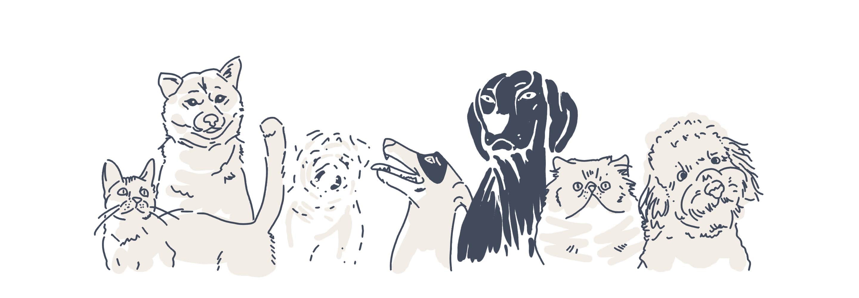 pets animations