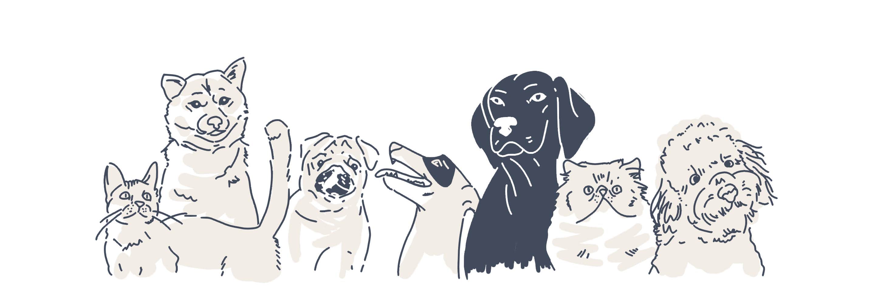 pets animations