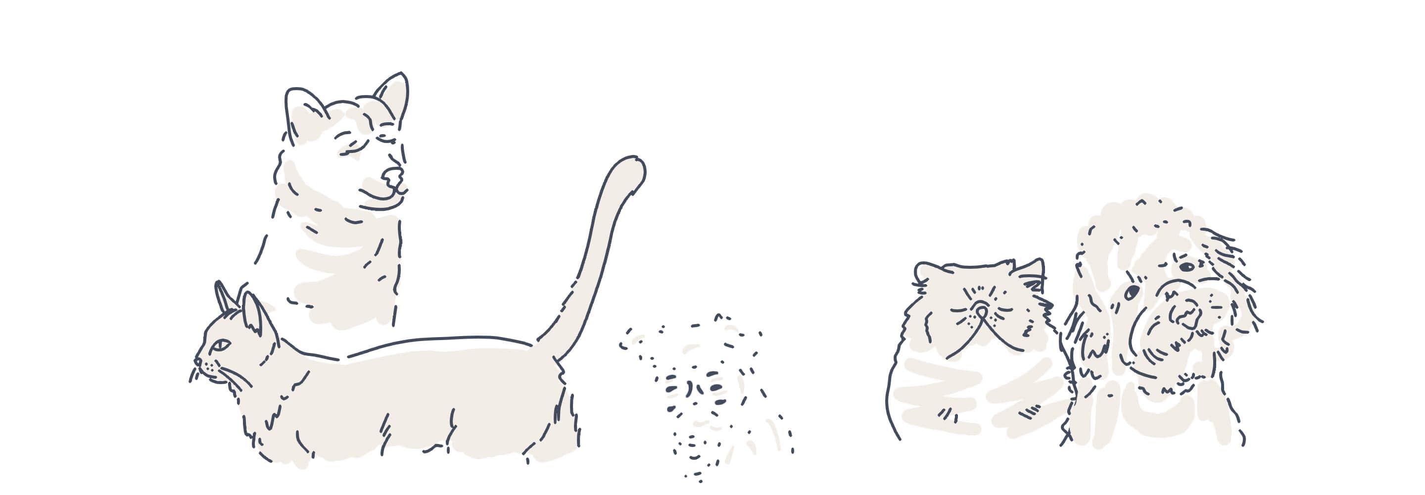 pets animations