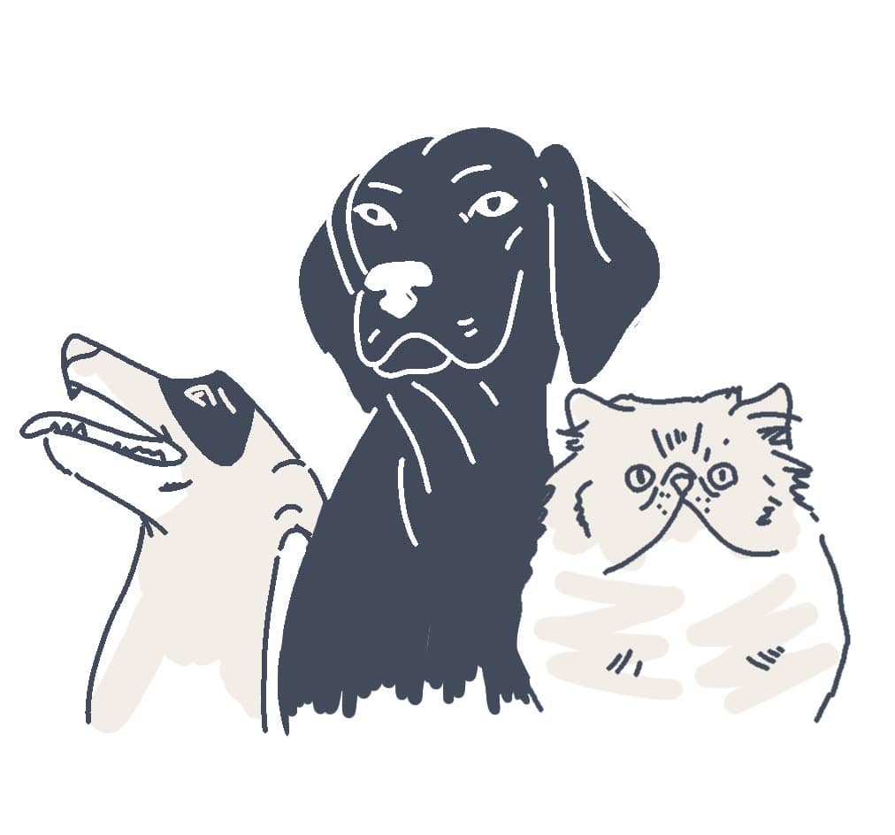 pets animations