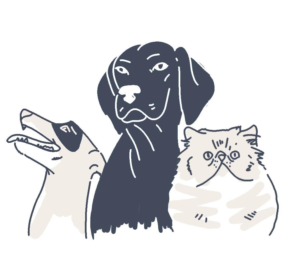 pets animations