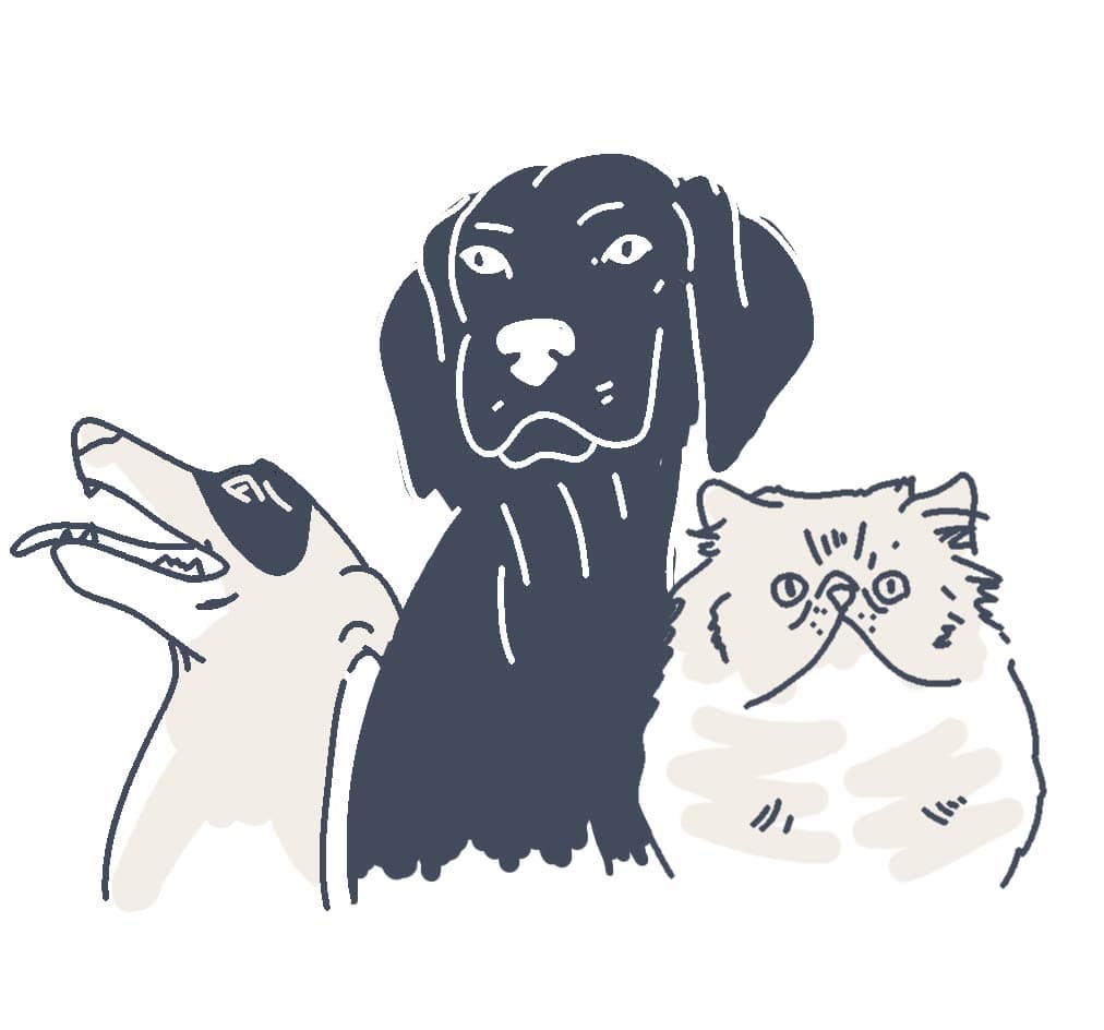 pets animations