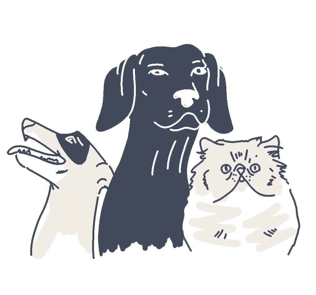 pets animations