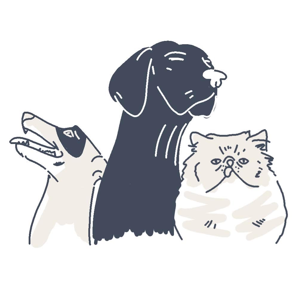 pets animations