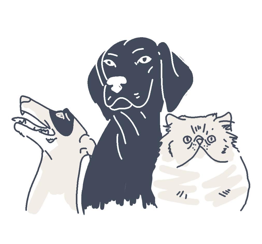 pets animations