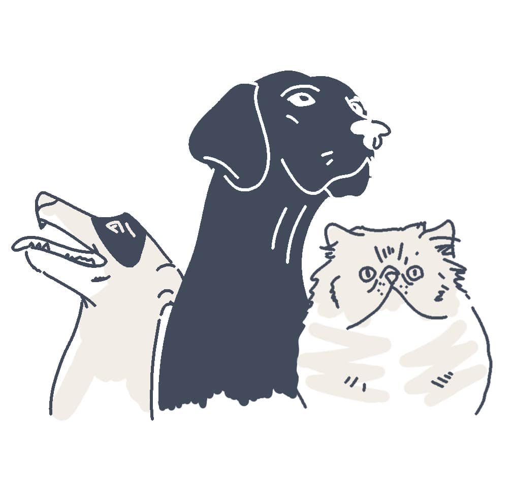 pets animations