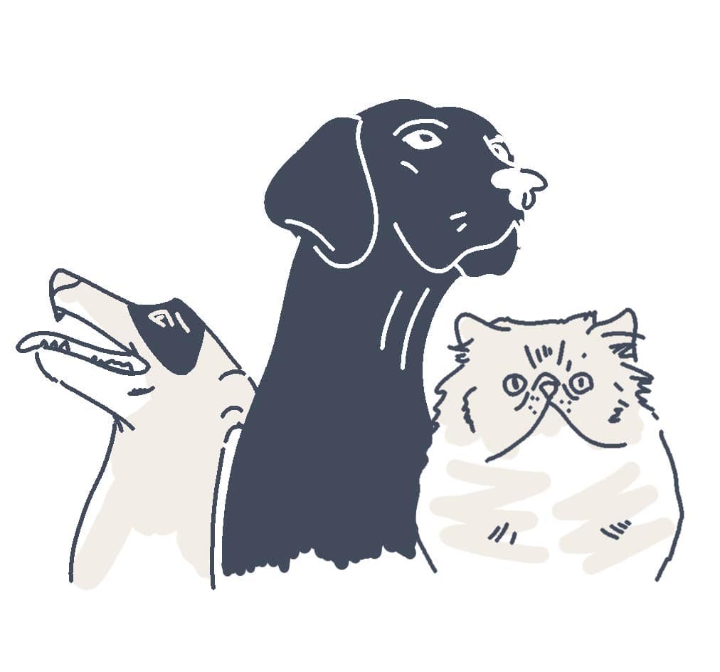 pets animations