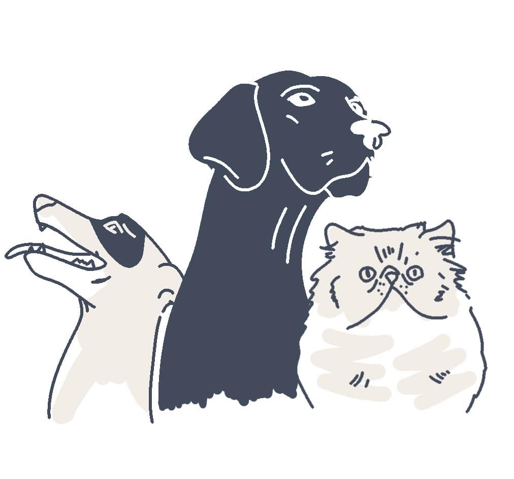 pets animations