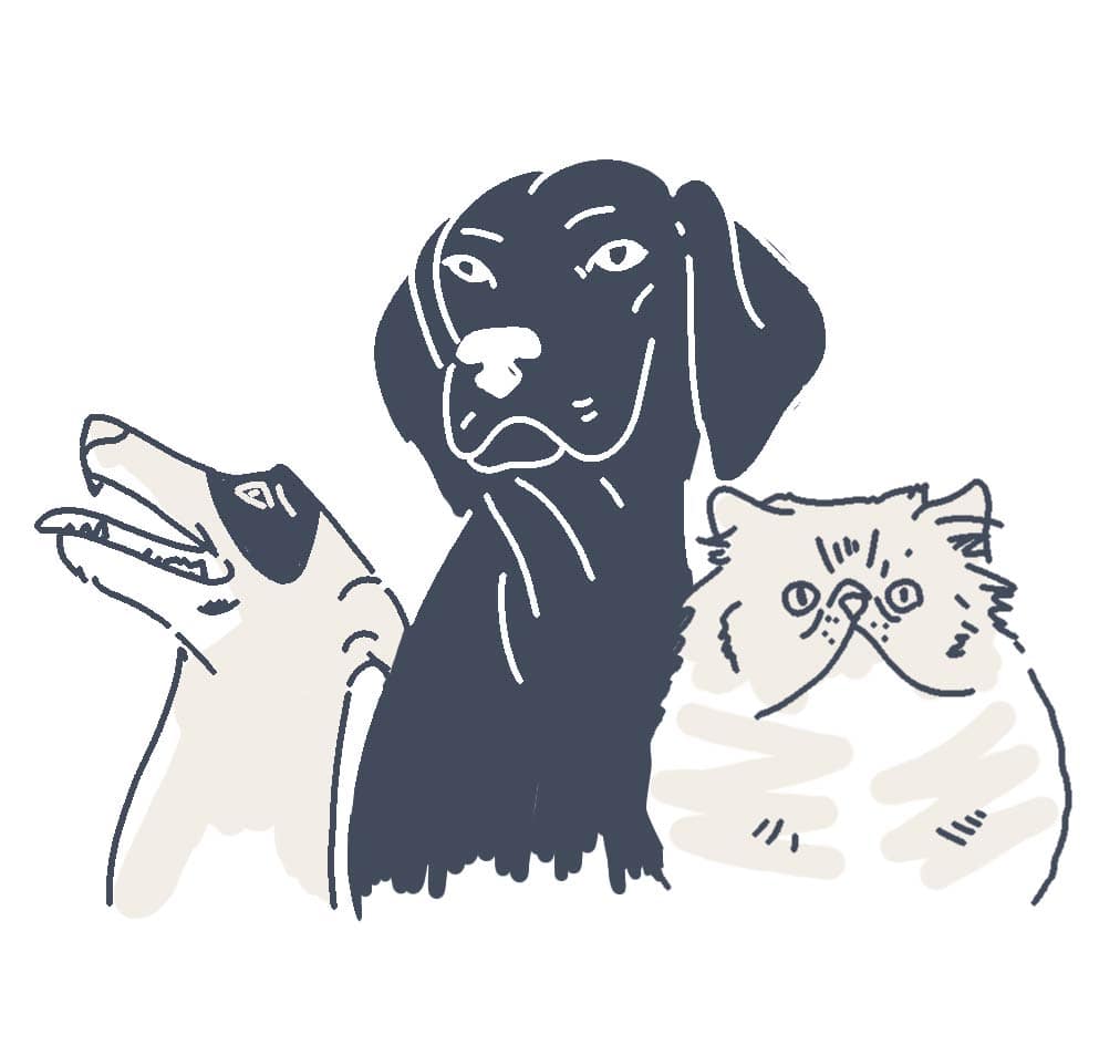 pets animations