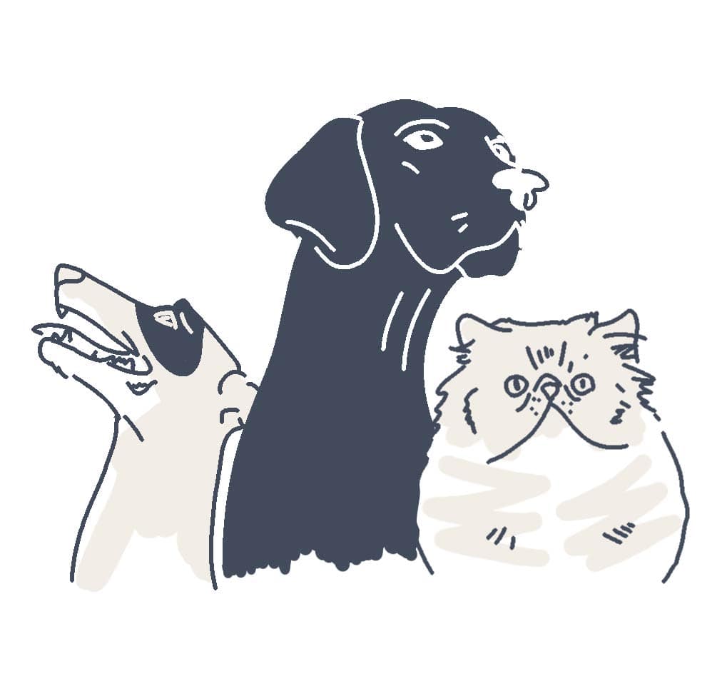 pets animations