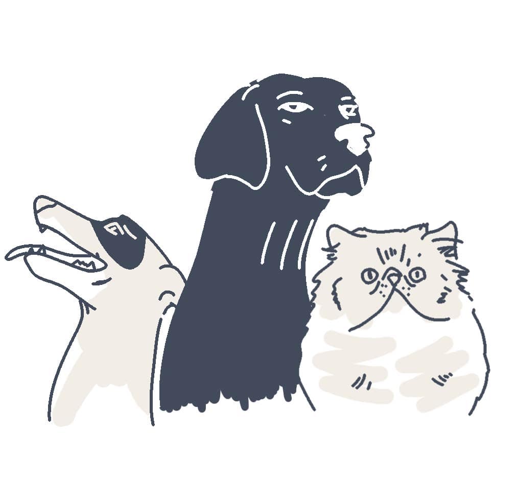 pets animations
