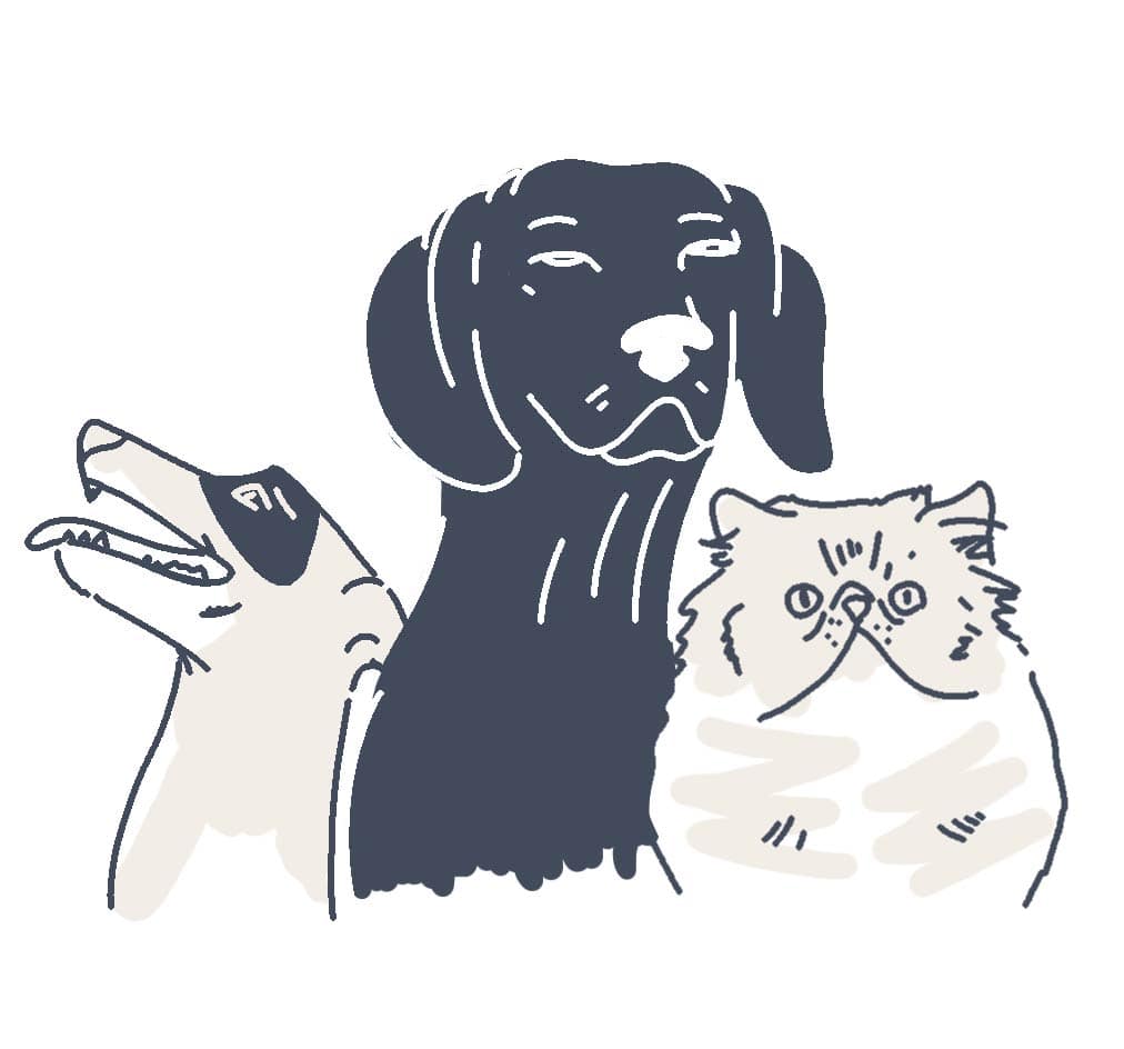 pets animations