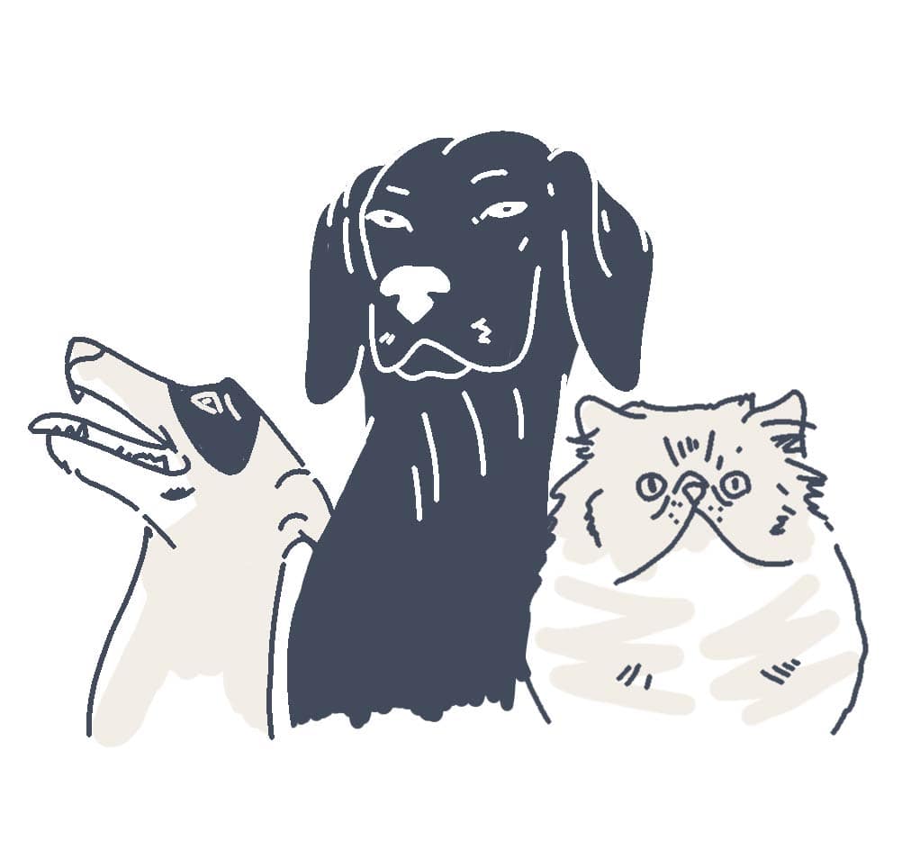 pets animations