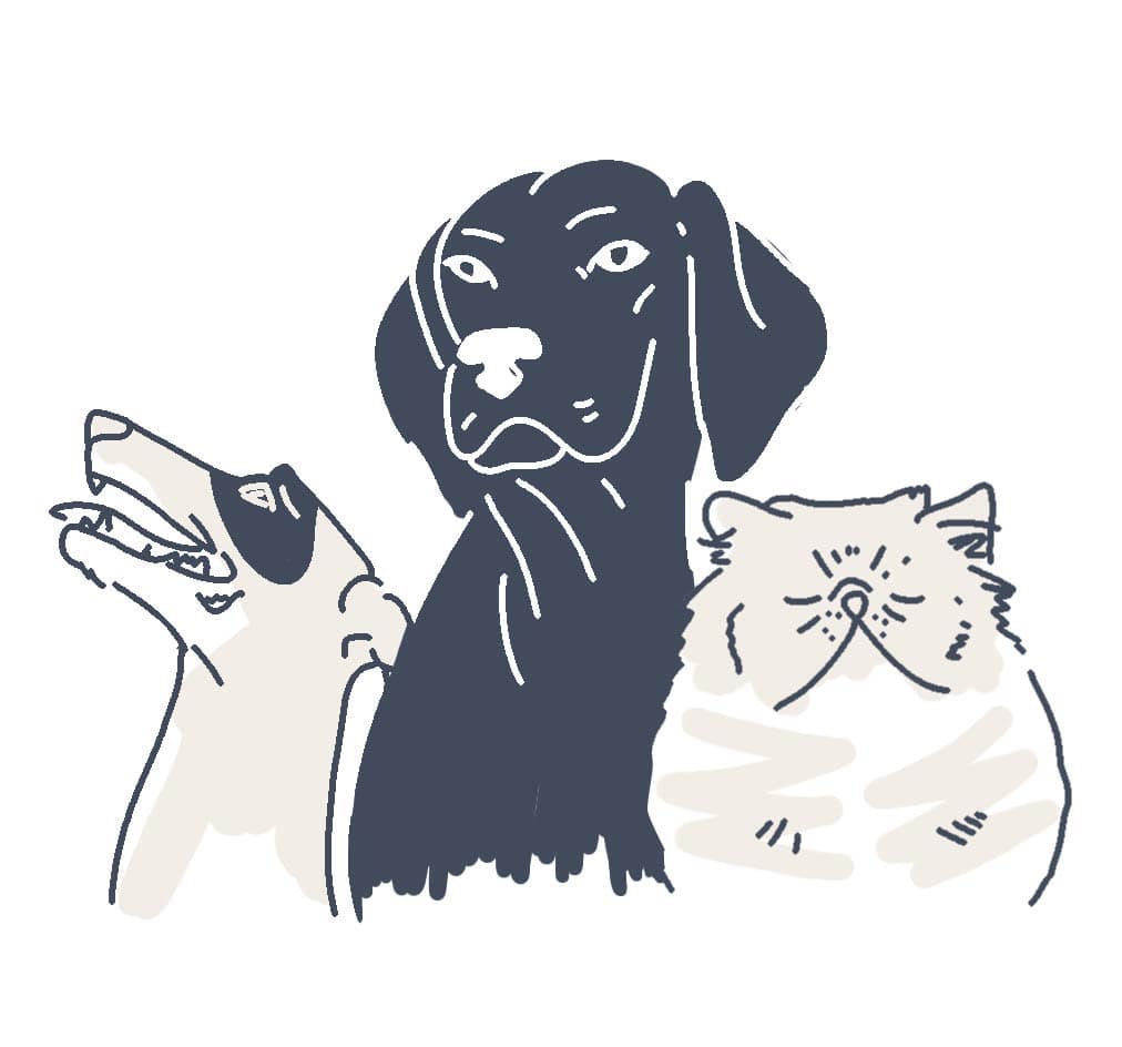 pets animations