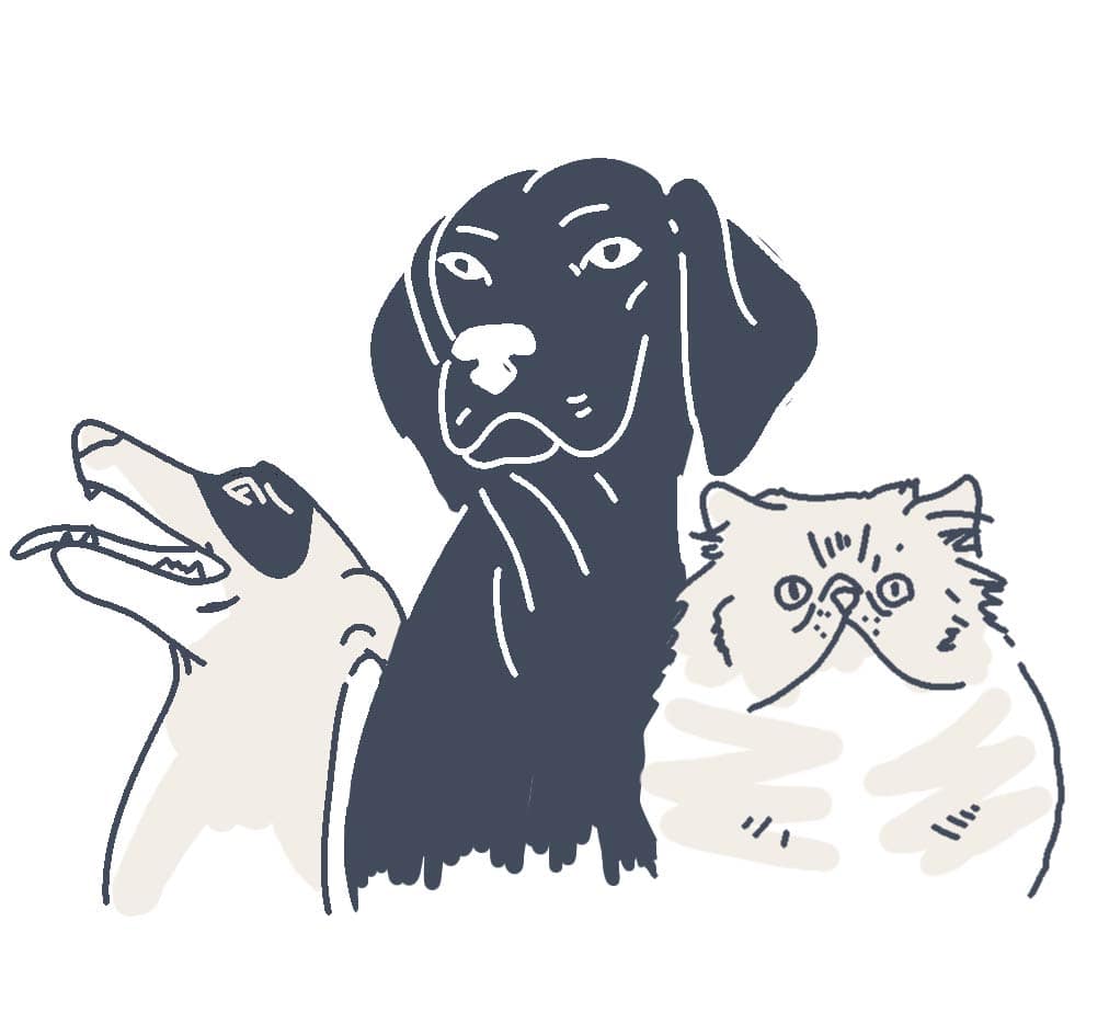 pets animations