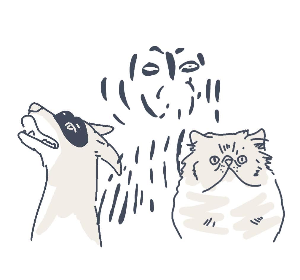 pets animations