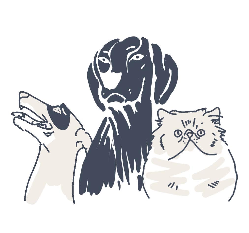 pets animations