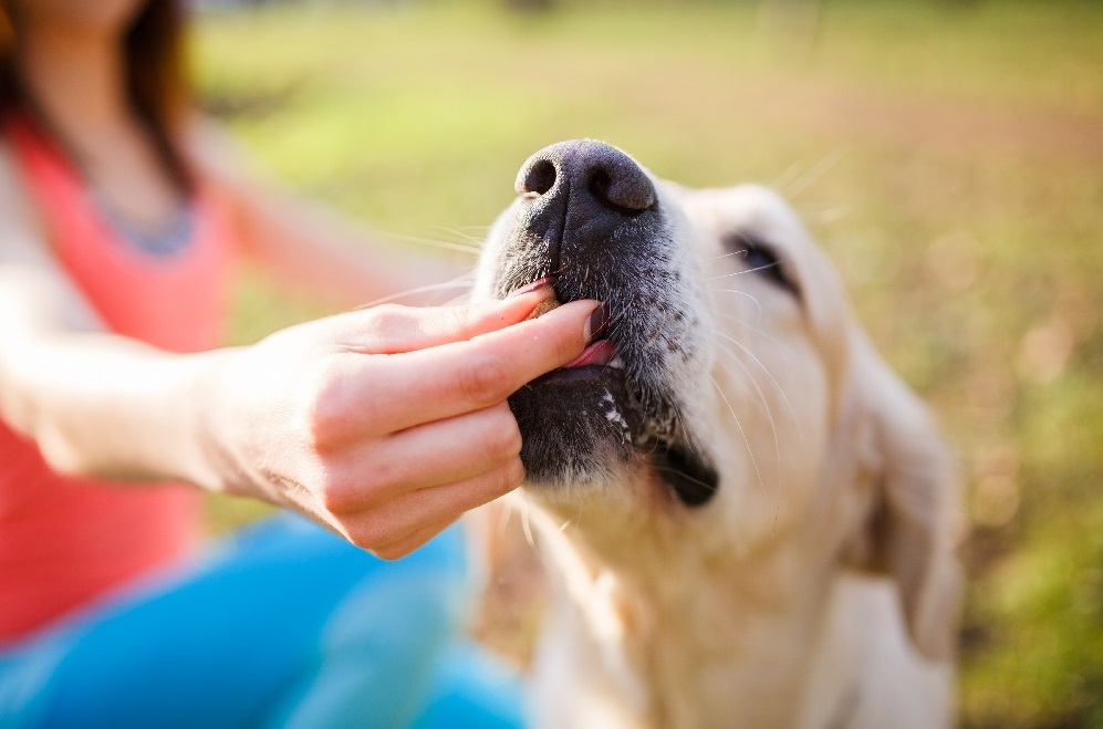 dog treat