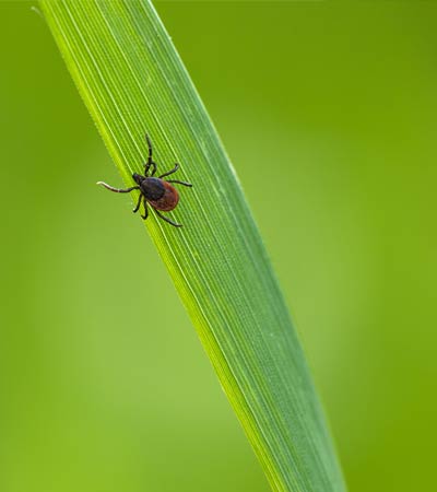 Lyme disease and tick-borne illness