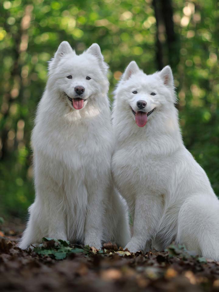 10 Ways to Make Your Pet’s Day Extra Special