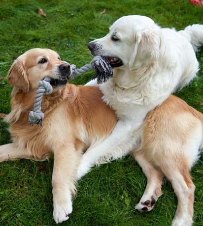 10 Ways to Make Your Pet’s Day Extra Special