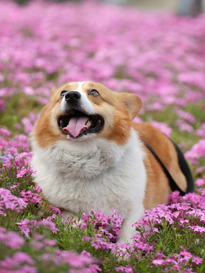 Why Tail Wags and Purrs Are Good for Your Health