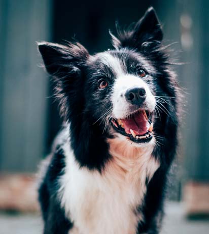 Why Tail Wags and Purrs Are Good for Your Health