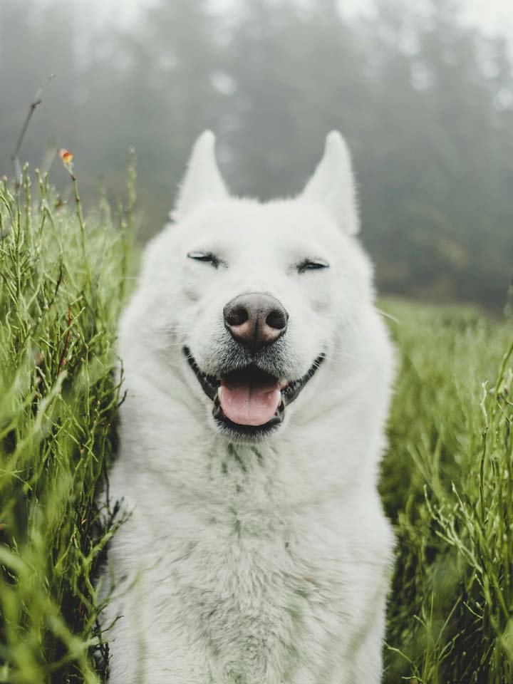 Kindred Moments: Heartwarming Stories from Our Clinic